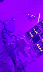 Dental curing light equipment used during a whitening session